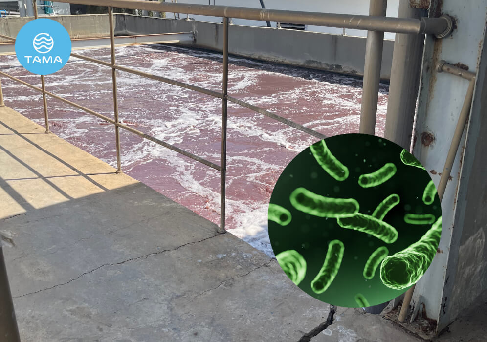 Các vi sinh vật phổ biến trong xử lý nước thải